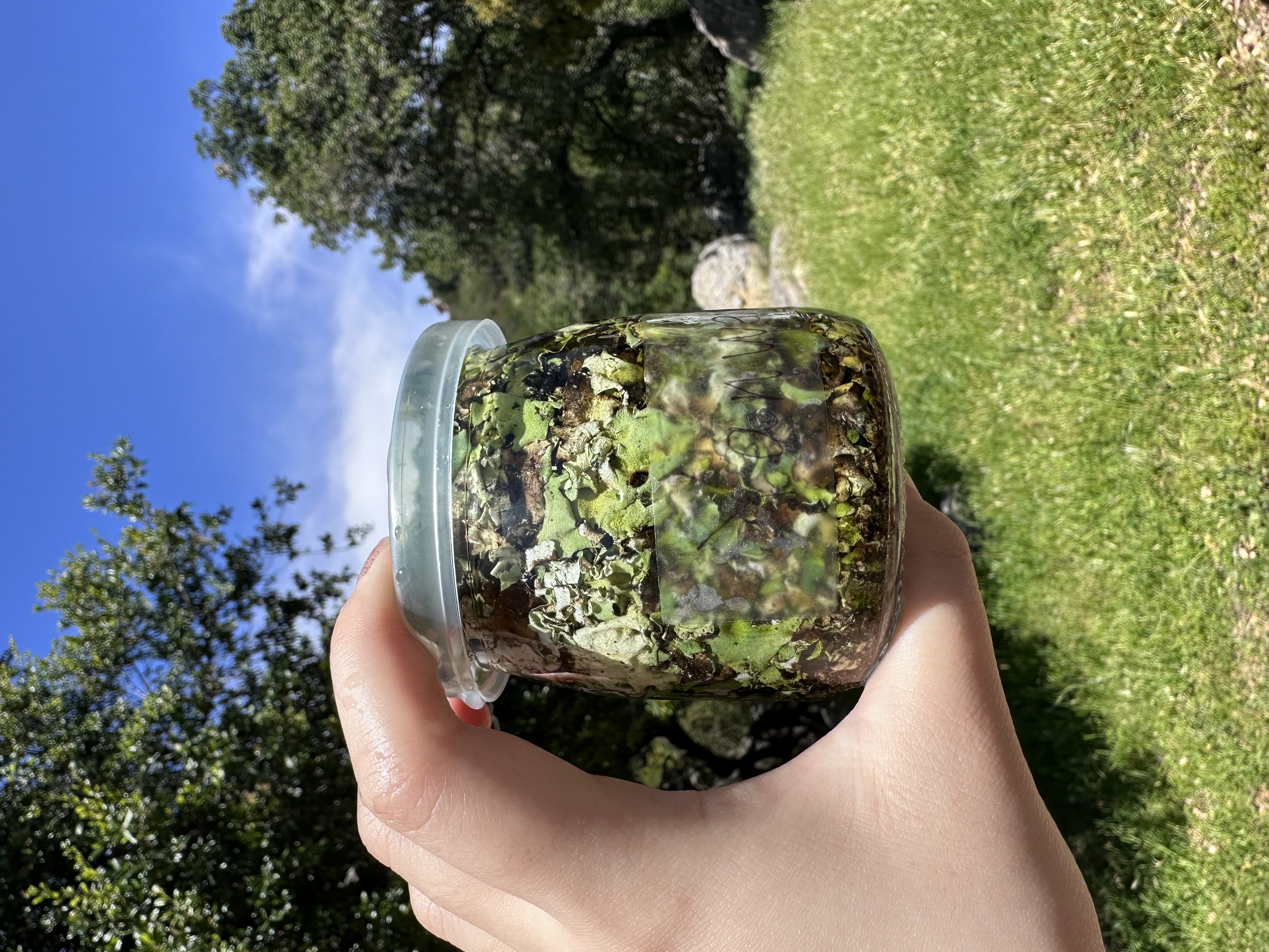 Lichen dye experiments, fermentation vat
