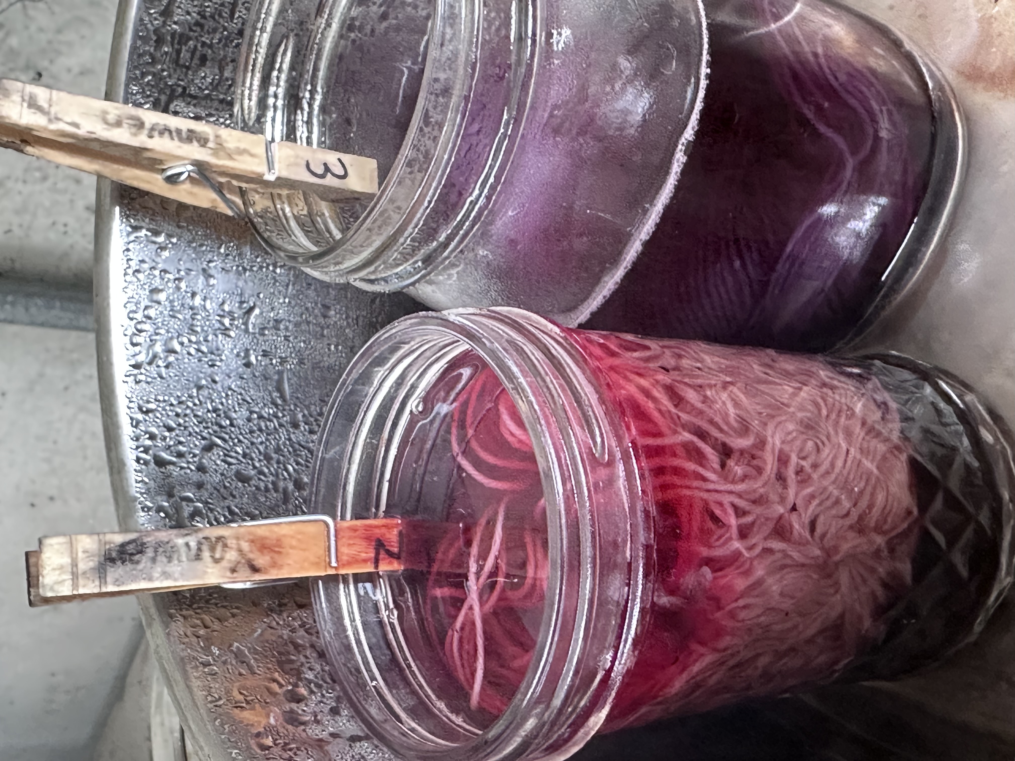 Lichen dye color result close-up