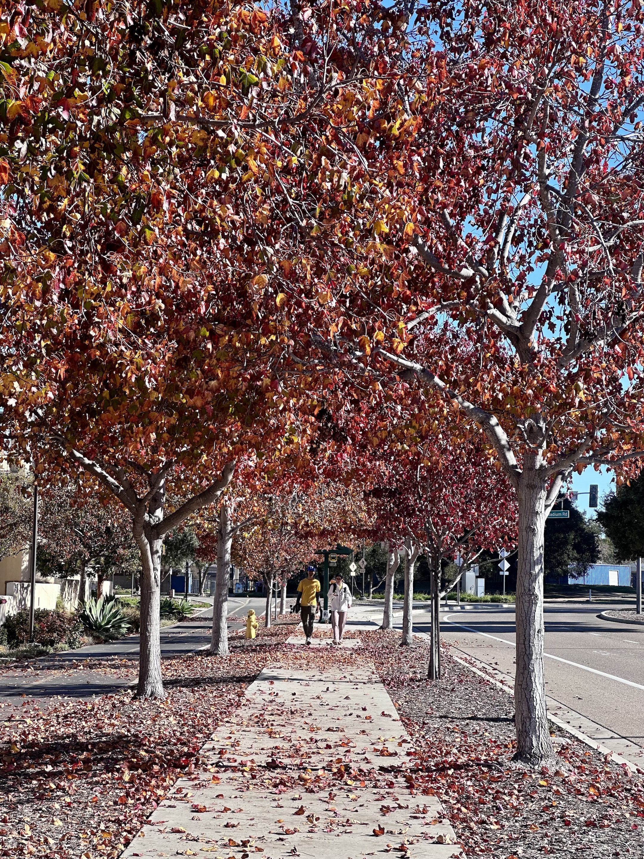 Autumn Stroll: A Scholarly Path