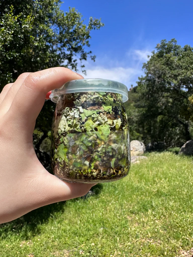 Lichen dye experiments, fermentation vat